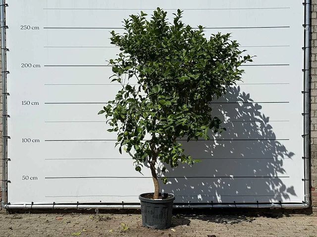 Citroenboom - citrus limon - hoogte ca. 250 cm - afbeelding 2 van  3