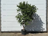 Citroenboom - citrus limon - hoogte ca. 250 cm - afbeelding 2 van  3