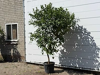 Citroenboom - citrus limon - hoogte ca. 250 cm - afbeelding 3 van  3