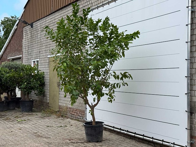 Citroenboom - citrus limon - hoogte ca. 270 cm - afbeelding 2 van  5