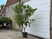 Citroenboom - citrus limon - hoogte ca. 270 cm - afbeelding 2 van  5