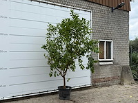 Citroenboom - citrus limon - hoogte ca. 270 cm - afbeelding 3 van  5