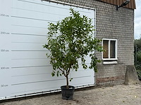 Citroenboom - citrus limon - hoogte ca. 270 cm - afbeelding 4 van  5