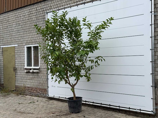 Citroenboom - citrus limon - hoogte ca. 270 cm - afbeelding 5 van  5