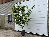 Citroenboom - citrus limon - hoogte ca. 270 cm - afbeelding 5 van  5