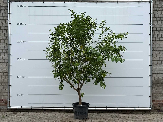 Citroenboom - citrus limon - hoogte ca. 270 cm - afbeelding 1 van  5