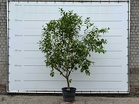 Citroenboom - citrus limon - hoogte ca. 270 cm