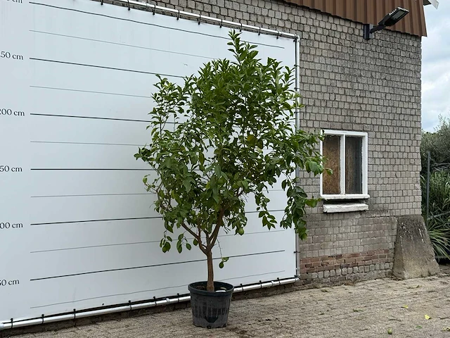 Citroenboom - citrus limon - hoogte ca. 270 cm - afbeelding 3 van  5