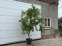 Citroenboom - citrus limon - hoogte ca. 270 cm - afbeelding 3 van  5