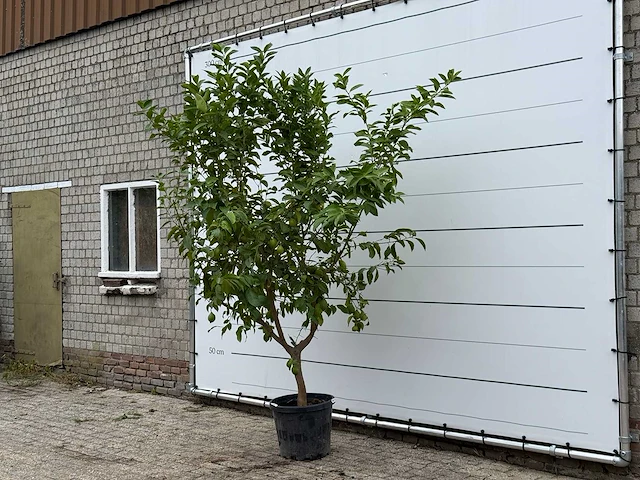 Citroenboom - citrus limon - hoogte ca. 270 cm - afbeelding 5 van  5