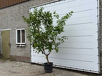 Citroenboom - citrus limon - hoogte ca. 270 cm - afbeelding 5 van  5