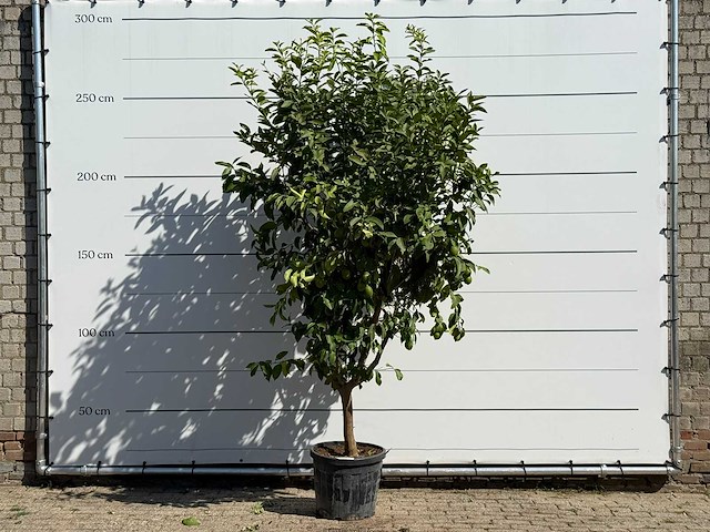 Citroenboom - citrus limon - hoogte ca. 280 cm - afbeelding 1 van  3