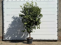 Citroenboom - citrus limon - hoogte ca. 280 cm - afbeelding 1 van  3