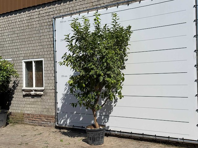 Citroenboom - citrus limon - hoogte ca. 280 cm - afbeelding 2 van  3