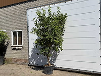Citroenboom - citrus limon - hoogte ca. 280 cm - afbeelding 2 van  3
