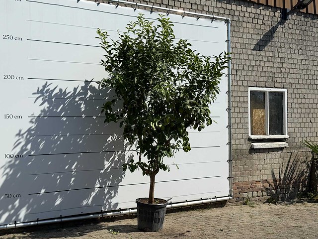 Citroenboom - citrus limon - hoogte ca. 280 cm - afbeelding 3 van  3