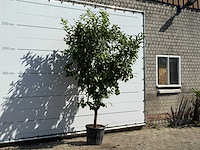 Citroenboom - citrus limon - hoogte ca. 280 cm - afbeelding 3 van  3