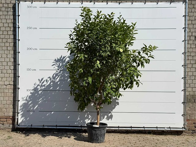 Citroenboom - citrus limon - hoogte ca. 280 cm - afbeelding 1 van  3