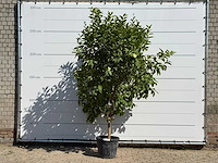Citroenboom - citrus limon - hoogte ca. 280 cm - afbeelding 1 van  3
