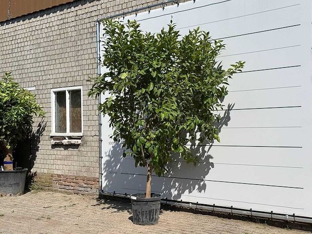 Citroenboom - citrus limon - hoogte ca. 280 cm - afbeelding 2 van  3