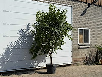 Citroenboom - citrus limon - hoogte ca. 280 cm - afbeelding 3 van  3