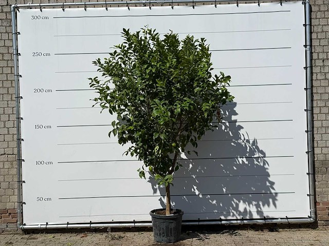 Citroenboom - citrus limon - hoogte ca. 280 cm - afbeelding 1 van  1