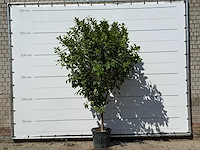 Citroenboom - citrus limon - hoogte ca. 280 cm - afbeelding 1 van  1