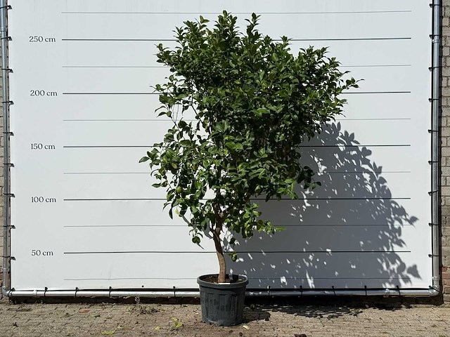 Citroenboom - citrus limon - hoogte ca. 280 cm - afbeelding 1 van  3