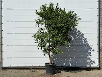 Citroenboom - citrus limon - hoogte ca. 280 cm - afbeelding 1 van  3