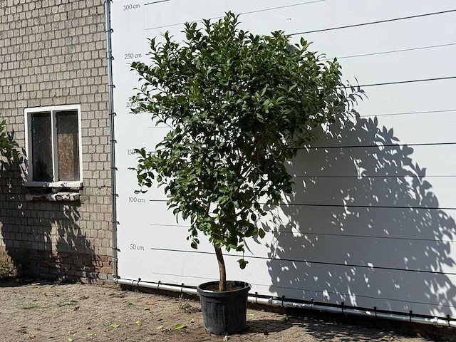 Citroenboom - citrus limon - hoogte ca. 280 cm - afbeelding 2 van  3