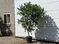 Citroenboom - citrus limon - hoogte ca. 280 cm - afbeelding 2 van  3