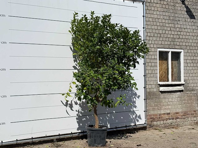 Citroenboom - citrus limon - hoogte ca. 280 cm - afbeelding 3 van  3