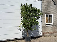 Citroenboom - citrus limon - hoogte ca. 280 cm - afbeelding 3 van  3