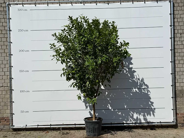 Citroenboom - citrus limon - hoogte ca. 280 cm - afbeelding 1 van  3