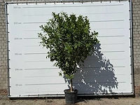 Citroenboom - citrus limon - hoogte ca. 280 cm