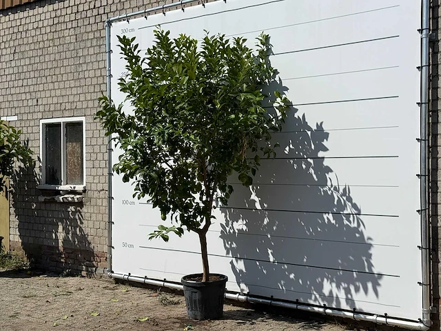 Citroenboom - citrus limon - hoogte ca. 280 cm - afbeelding 2 van  3