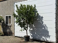 Citroenboom - citrus limon - hoogte ca. 280 cm - afbeelding 2 van  3