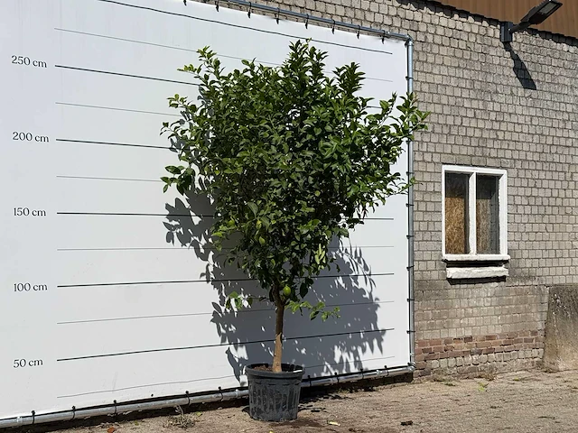 Citroenboom - citrus limon - hoogte ca. 280 cm - afbeelding 3 van  3