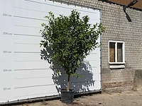 Citroenboom - citrus limon - hoogte ca. 280 cm - afbeelding 3 van  3