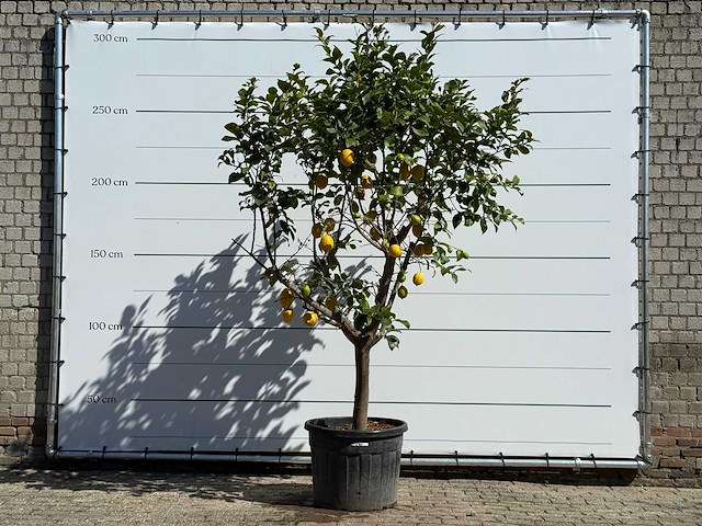 Citroenboom - citrus limon - hoogte ca. 290 cm - afbeelding 1 van  1