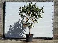 Citroenboom - citrus limon - hoogte ca. 290 cm - afbeelding 1 van  1