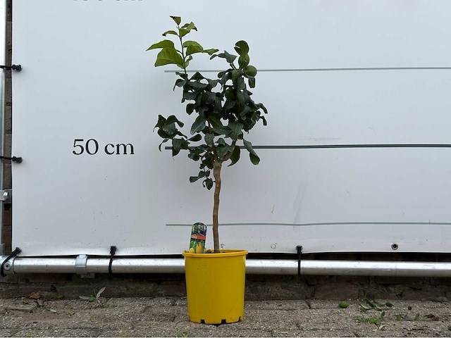 Citroenboom - citrus limon - hoogte ca. 70 cm - afbeelding 1 van  4