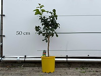 Citroenboom - citrus limon - hoogte ca. 70 cm - afbeelding 1 van  4