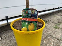 Citroenboom - citrus limon - hoogte ca. 70 cm - afbeelding 2 van  4