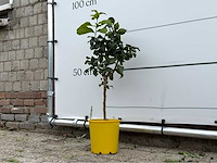 Citroenboom - citrus limon - hoogte ca. 70 cm - afbeelding 3 van  4