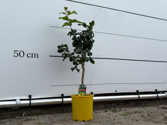 Citroenboom - citrus limon - hoogte ca. 70 cm - afbeelding 4 van  4