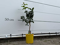 Citroenboom - citrus limon - hoogte ca. 70 cm - afbeelding 4 van  4