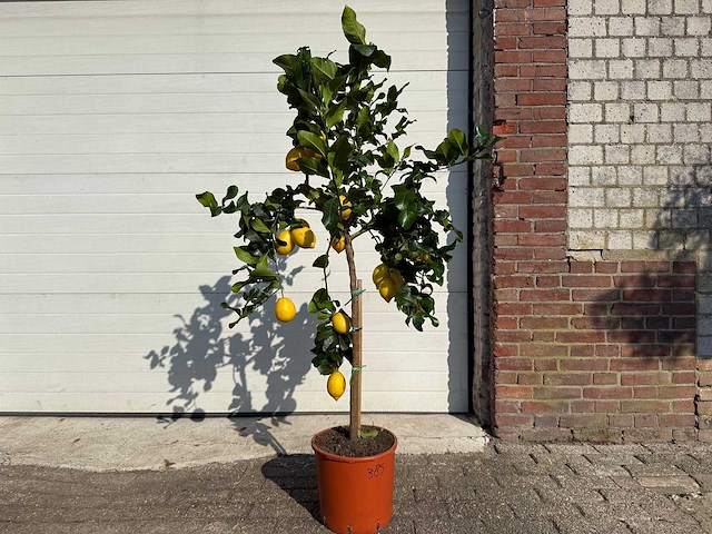 Citroenboom - citrus limon - vrucht- / fruitboom - hoogte ca. 160 cm - afbeelding 1 van  4