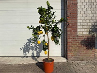 Citroenboom - citrus limon - vrucht- / fruitboom - hoogte ca. 160 cm - afbeelding 1 van  4