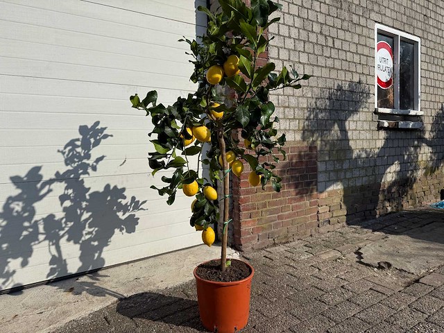 Citroenboom - citrus limon - vrucht- / fruitboom - hoogte ca. 160 cm - afbeelding 2 van  4